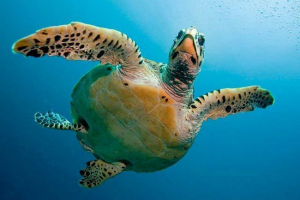 Тваринний та квітковий світ тихого океану Тваринний та квітковий світ тихого океану